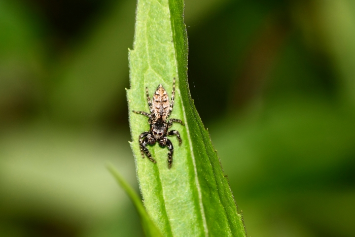 Marpissa muscosa